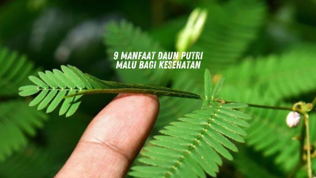 Manfaat-Daun-Putri-Malu